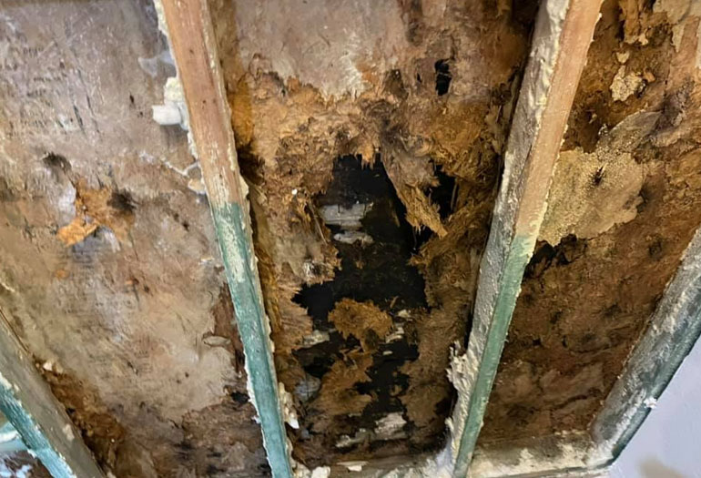 Termite Inspections & Treatments